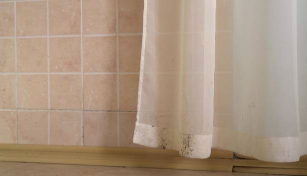 Reliable St Clair Shores, MI Mold Removal Solutions