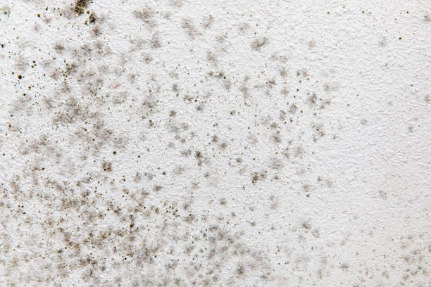 Best Mold Prevention Services  in St Clair Shores, MI