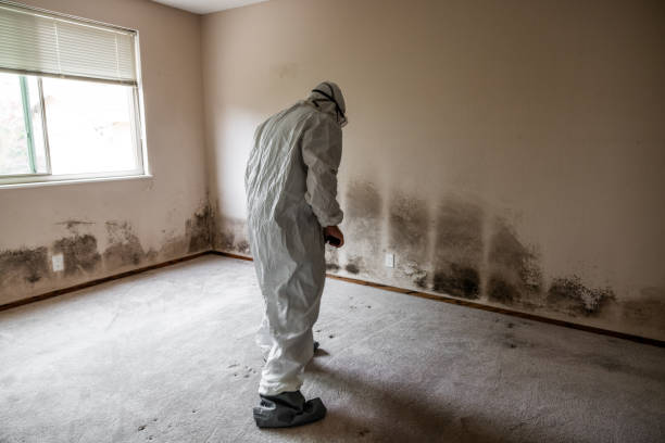 Best Residential Mold Inspection & Testing  in St Clair Shores, MI